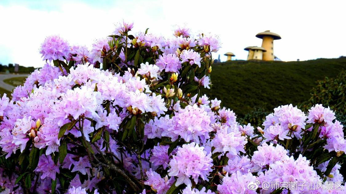 中国不跪中国不退